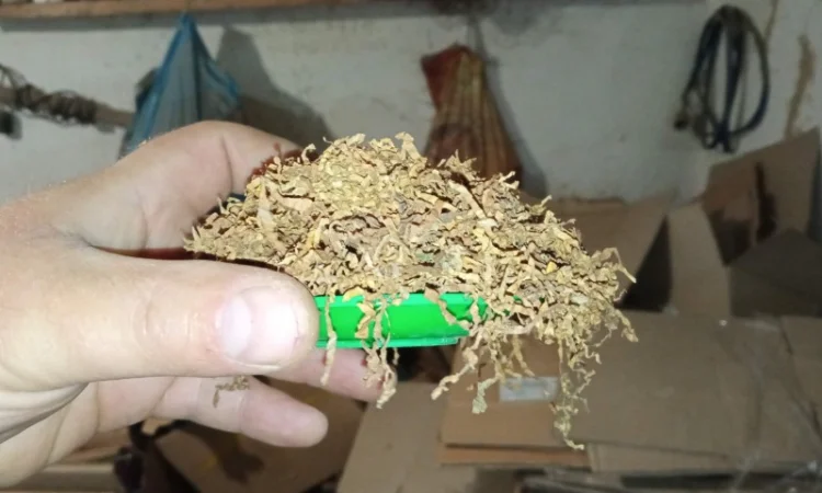 Продается домашний табак – самосад не вонючий - фото № 1