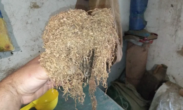 Продается домашний табак – самосад не вонючий - фото № 2