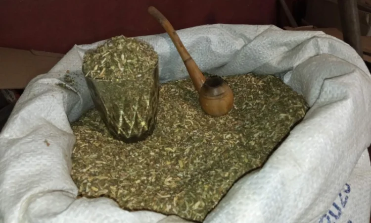 Самосад для чоловіків – домашній тютюн без запаху - фото № 3