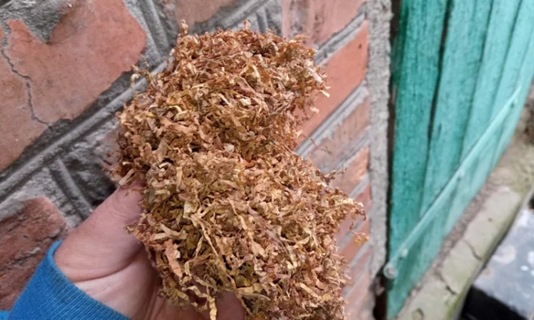 Табак домашний Вирджиния - отличное качество - фото № 1