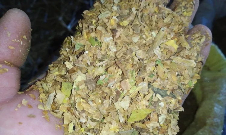 Домашній табак - самосад та різаний табак двох сортів - фото № 1