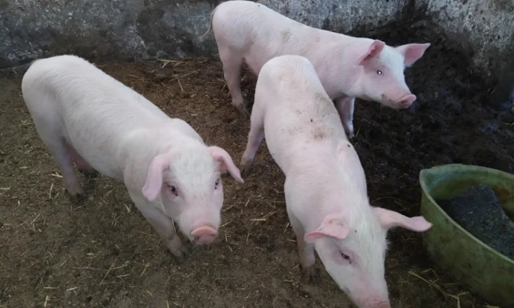 Домашній табак - самосад та різаний табак двох сортів - фото № 4