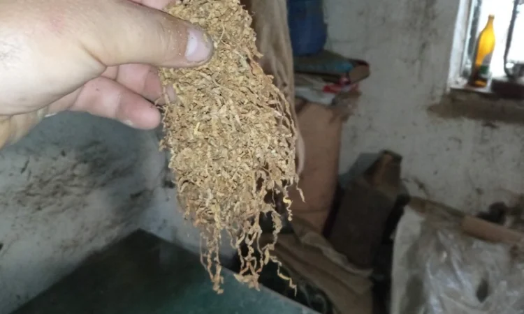 Продажа ТЮТЮНА Махорка Вірджінія - фото № 2