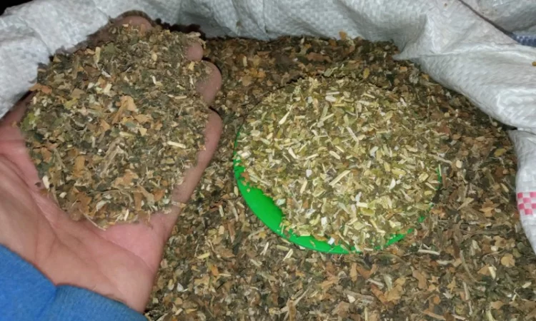 Чудова махорка на продажу - фото № 3