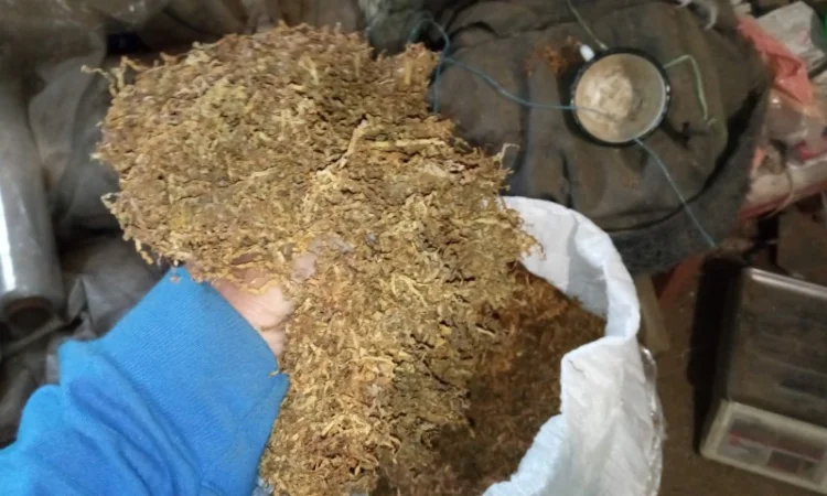 Чудова махорка на продажу - фото № 4