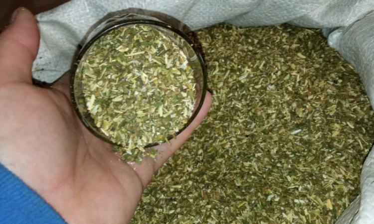 Хороший самосад махорки - 700 грн за 700 г - фото № 2