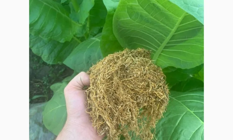 Табак Вирджиния - большой выбор на развес - фото № 1