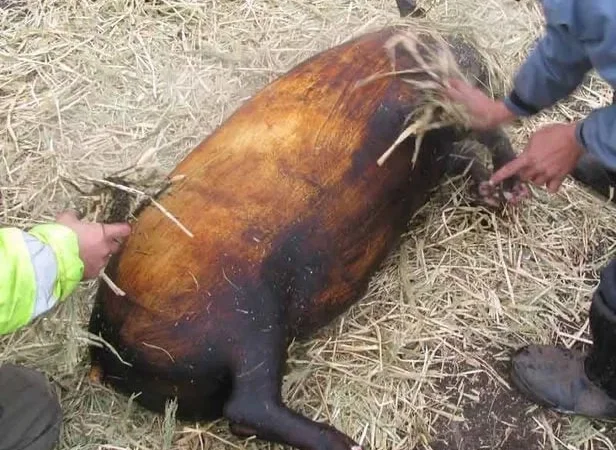 Свинина туша /напівтуша/четвертина у продажу - фото № 1