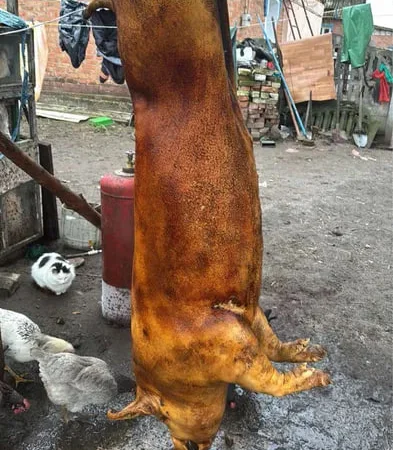 Туша и півтуша свинины в продаже - фото № 1