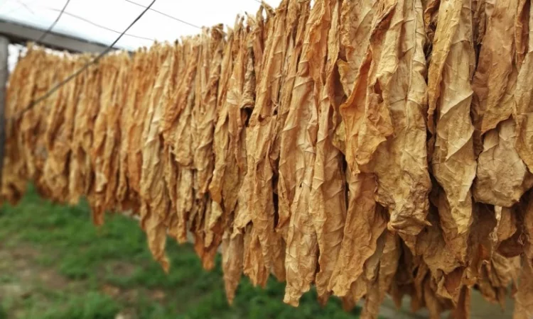 Продается листовой табак без химии - фото № 1