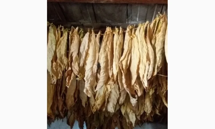 Пропонується сухе листя тютюну сорту Дойна - фото № 1