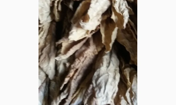 Пропонується сухе листя тютюну сорту Дойна - фото № 2