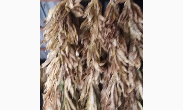 Пропонується сухе листя тютюну сорту Дойна - фото № 3