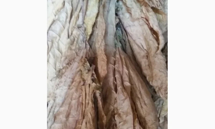 Пропонується сухе листя тютюну сорту Дойна - фото № 4