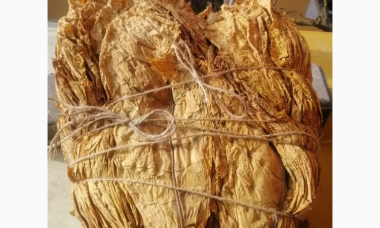 Пропонується табак сорту Дойна - фото № 1