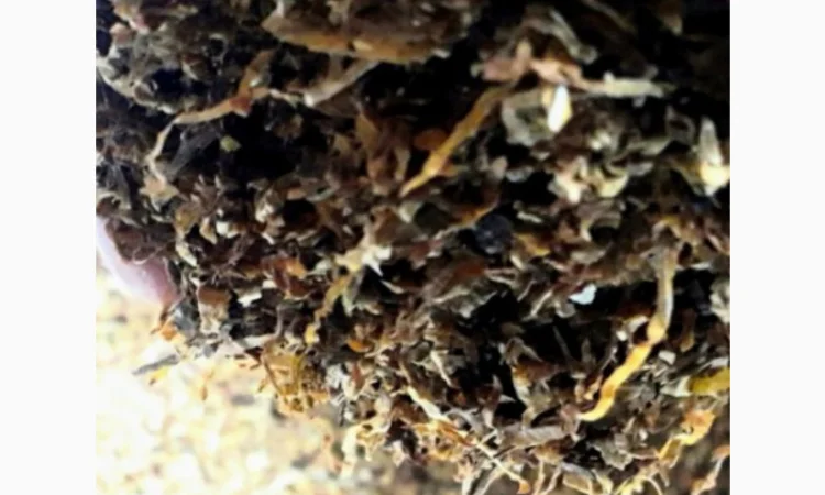 Табак Мальборо и другие марки в продаже - фото № 2