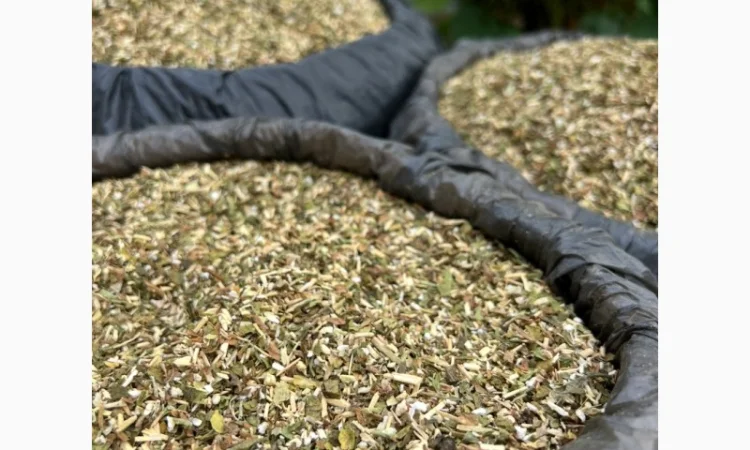 Тютюн самосад – продажа - фото № 3