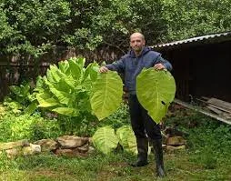 Махорка домашняя, крепкая - отличное качество - фото № 3