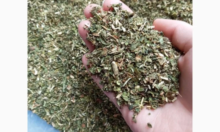 Самосад Махорка в продаже - фото № 1