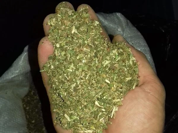 Самосад Махорка в продаже - фото № 3