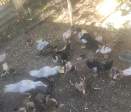 Домашняя утка для запекания – тушки живые - фото № 1