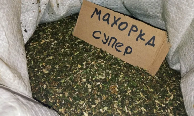 Домашній тютюн махорка самосад, натуральна якість - фото № 1