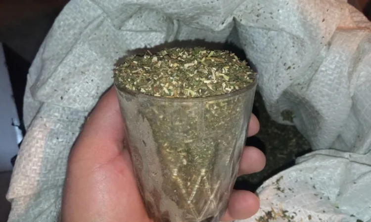 Домашній тютюн махорка самосад, натуральна якість - фото № 3