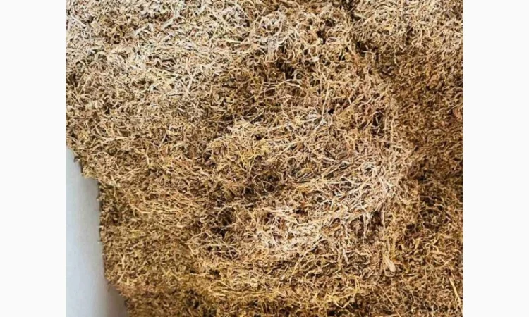 Домашній тютюн махорка самосад, натуральна якість - фото № 5