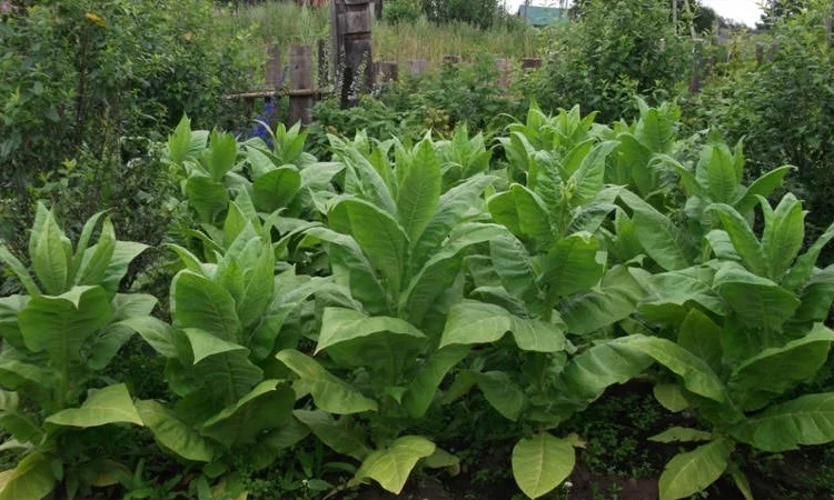 Середній та якісний самосад - фото № 3