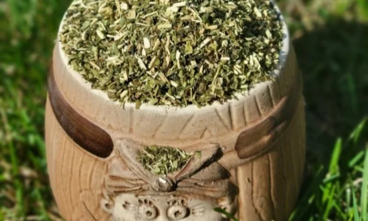 Домашній самосад високої якості - фото № 1