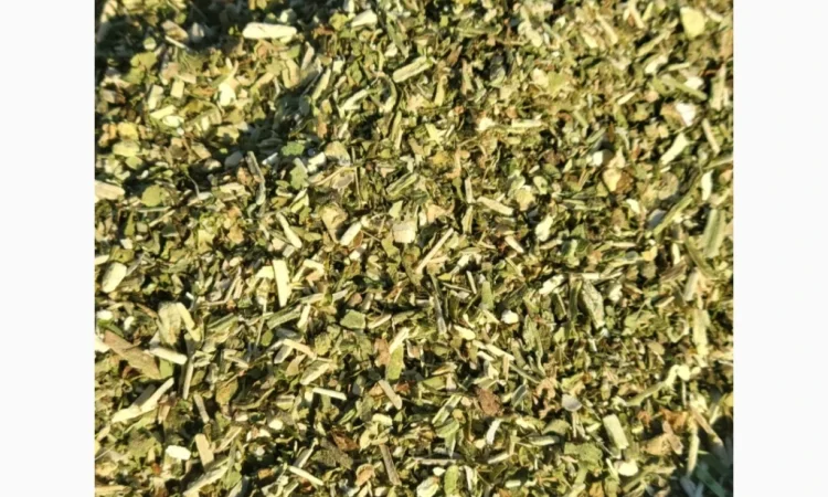 Самосад Махорочка в наличии - фото № 1