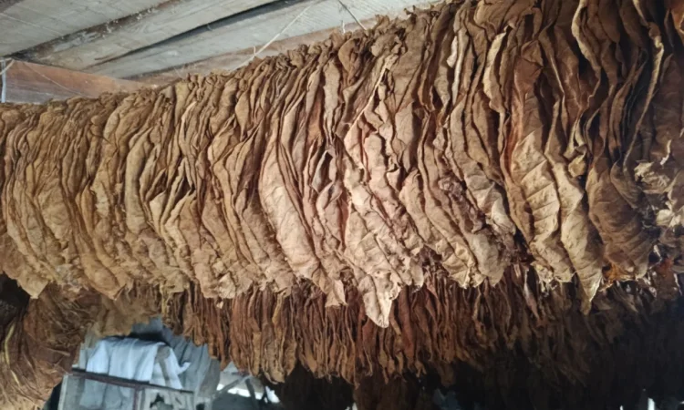 Продається тютюн Берлі 46 - фото № 1