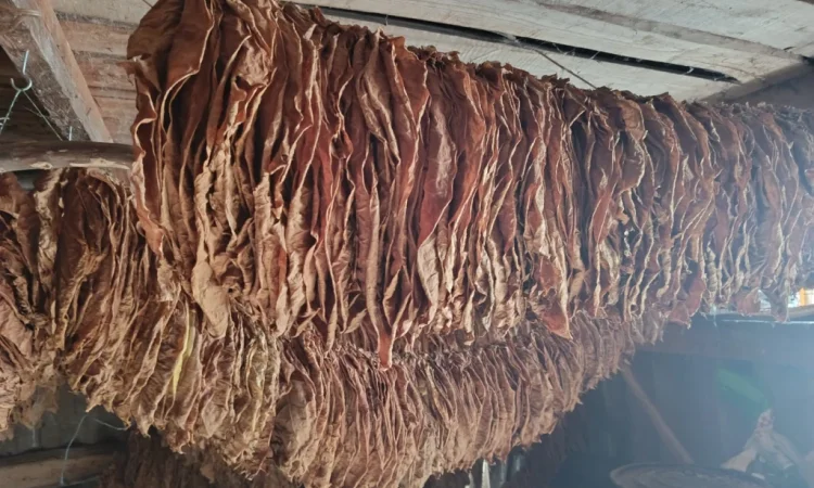 Продається тютюн Берлі 46 - фото № 2