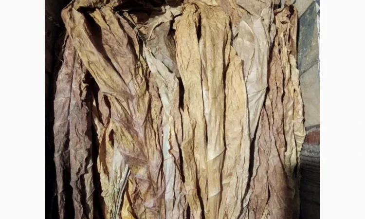 Продается лист тютюна сорта Вірджінія - фото № 2