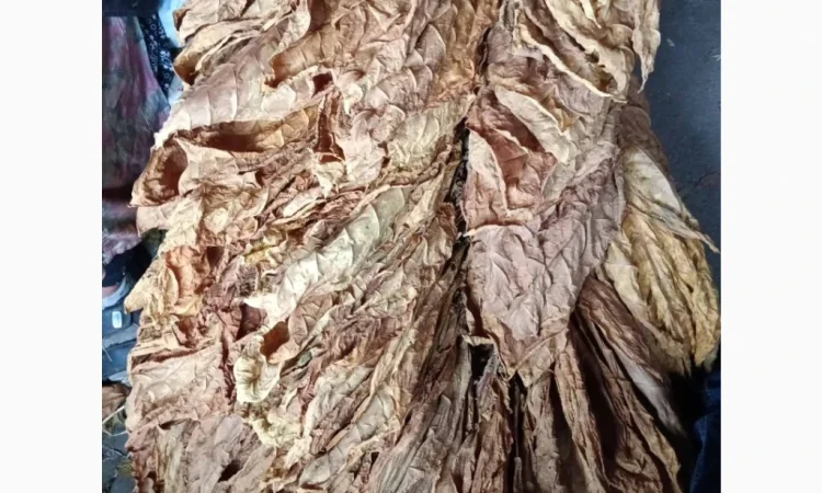 Продается лист тютюна сорта Вірджінія - фото № 4