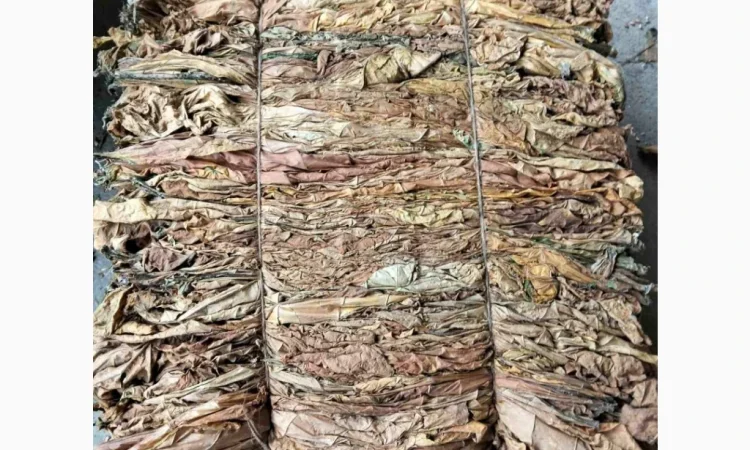 Продается лист тютюна сорта Вірджінія - фото № 5