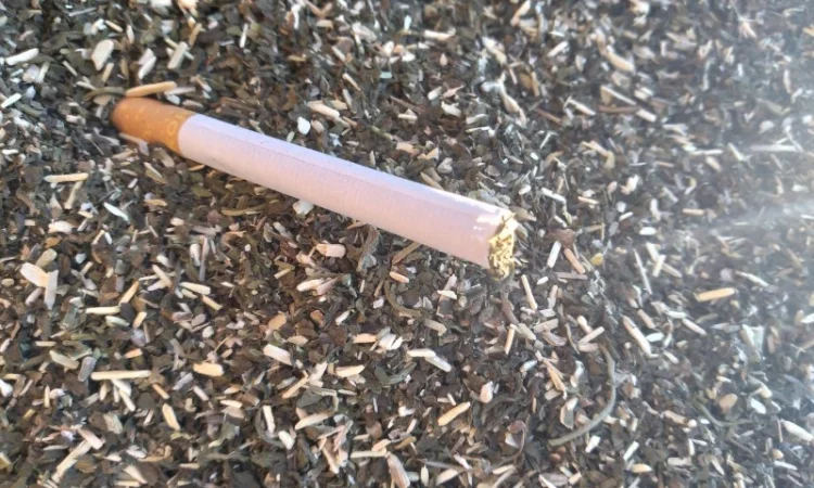 Продается махорка (самосад) урожай 2025 года - фото № 1