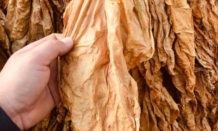 Пропонується Тютюн Virginia 700 грн за 1 кг - фото № 5