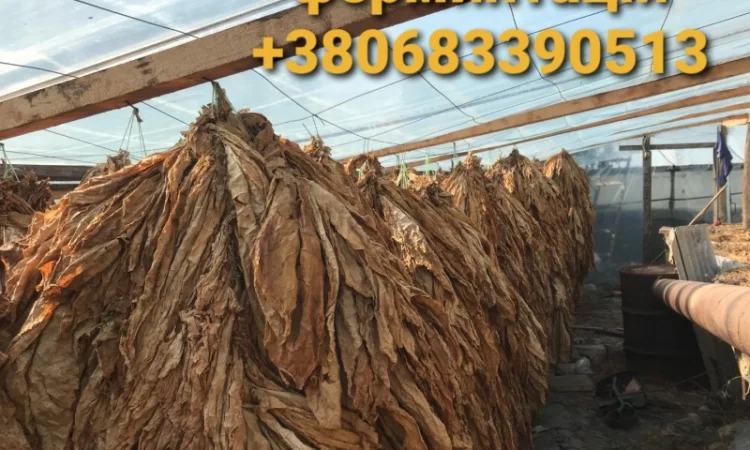 Тютюн Берлі – ціна 700 грн за 1 кг - фото № 6