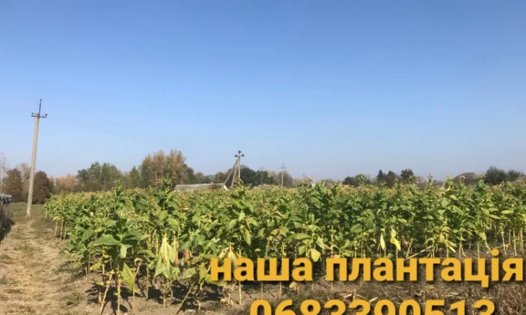 Пропонується Тютюн Virginia за ціною 700 грн за 1 кг - фото № 10