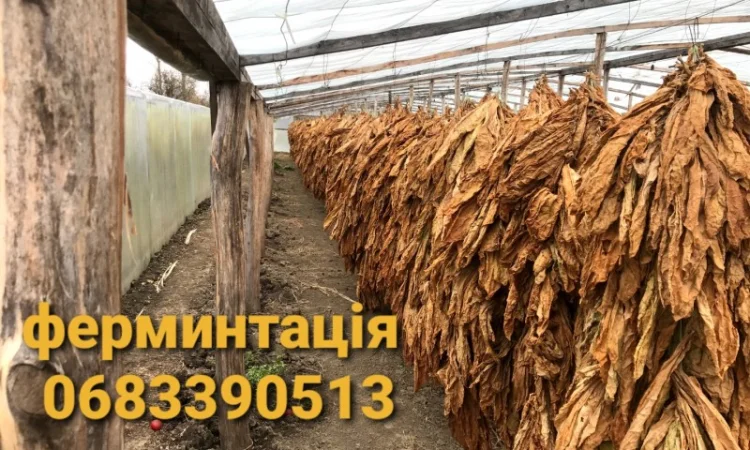 Пропонується Тютюн Virginia за ціною 700 грн за 1 кг - фото № 12