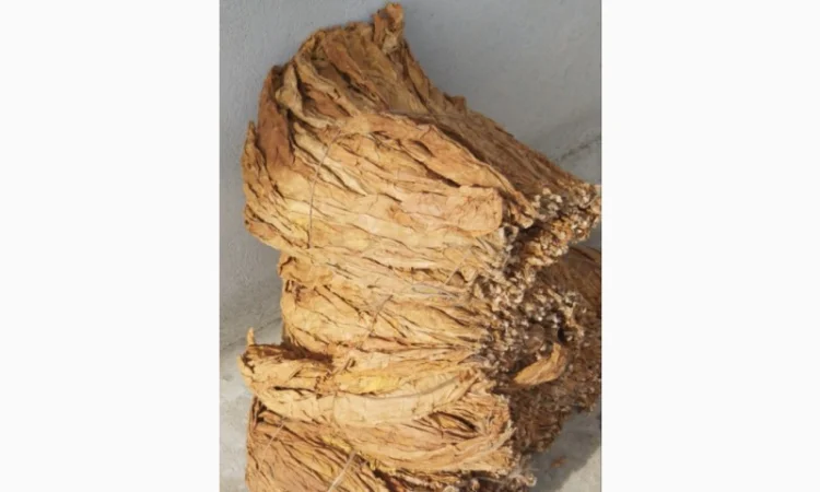 Пропонується Тютюн Virginia за ціною 700 грн за 1 кг - фото № 13