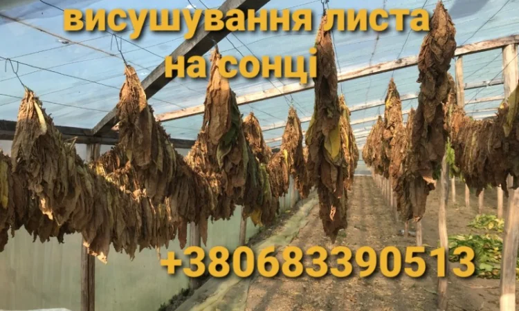 Пропонується ароматний тютюн Вірджінія, найкраща ціна 700 грн - фото № 9
