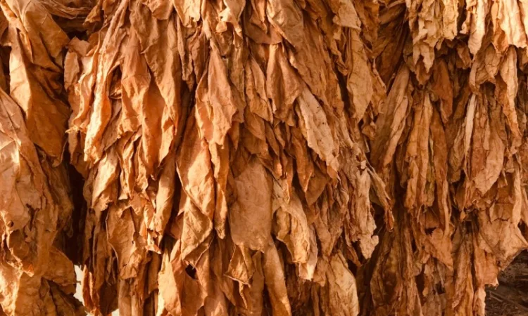 Пропонується ароматний тютюн Вірджінія, найкраща ціна 700 грн - фото № 5