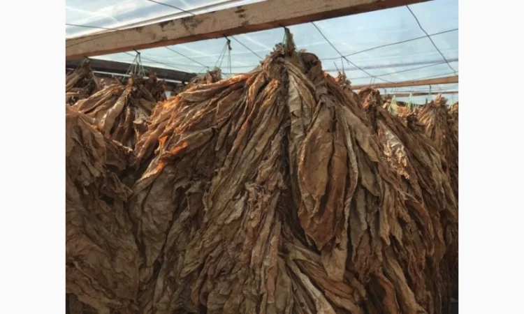 Продается табак Virginia высокого качества - фото № 2