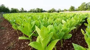 Махорка высокого качества для продажи - фото № 1