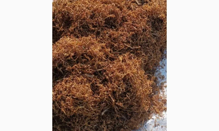 Табак Голод - широкий выбор и отличное качество - фото № 3