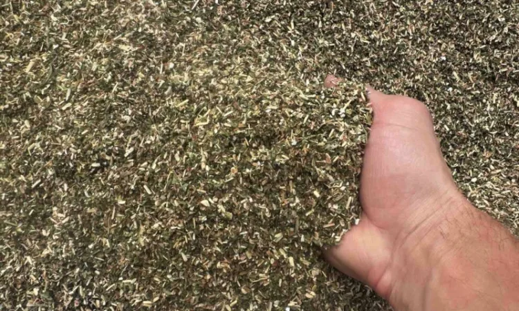 Продается тютюн самосад - фото № 1