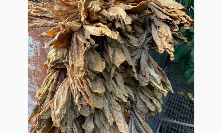 Продаж сухого листа тютюну - фото № 1