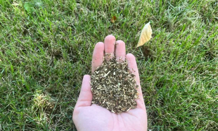 Табак, выращенный с любовью - фото № 1